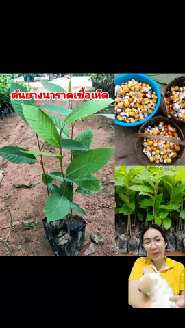 #ต้นกล้ายางนาราดเชื้อเห็ด  #ต้นยางนา #ต้นยางนาราดเชื้อเห็ด 