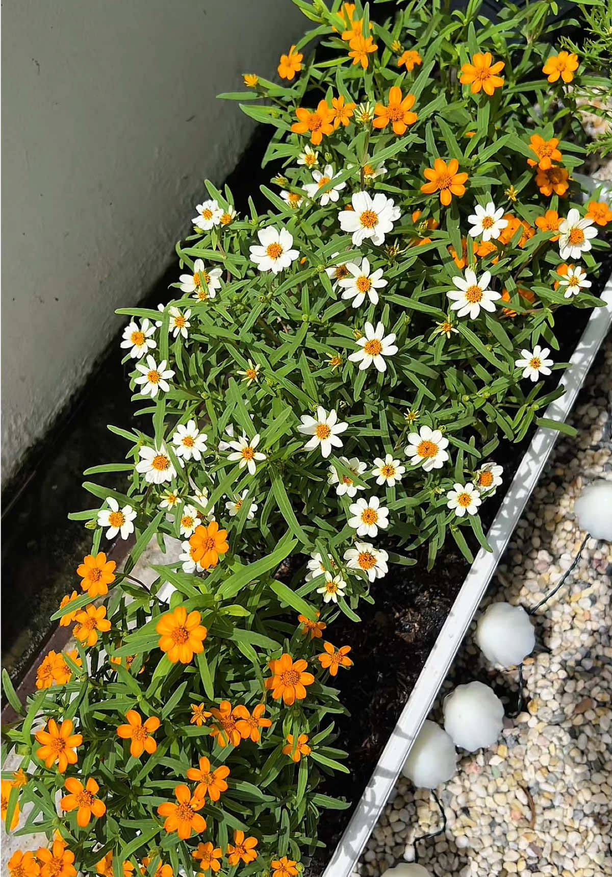 เจ้าน้องกระดุมเงิน-กระดุมส้ม🌼 ดอกเล็กจิ๋วน่ารักมาก พุ่มเตี้ยดอกดก เลี้ยงง่าย ชอบแดดมากกก  (น้องเป็นดอกไม้กินได้ด้วยนะ😋) ใครเลี้ยงเดซี่ไม่รอด น้องกระดุมตอบโจทย์เลยค่ะ #กระดุมเงินกระดุมทอง #กระดุมเงินกระดุมส้ม#ดอกไม้กินได้ #ดอกไม้น่ารัก #คนรักดอกไม้ #คนจัดสวน #แต่งสวน #แต่งสวนรอบบ้าน #เดซี่ #ดอกไม้ #เป็นเพื่อนกันนะ 