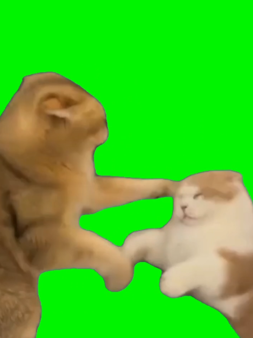 This viral video of cats throwing paws is pure feral drama. It’s unfiltered, chaotic, and endlessly memeable. Use this CapCut template for beef edits, unhinged reactions, or when things get messy for no reason at all. #CapCutTemplate #CatFight #ViralEdit #TikTokTrend #MemeEnergy