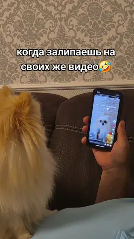 лохматый тиктокер😂#приколыдослезссобаками2025 #хочуврекомендации #маленькиесобачки #померанскийшпиц #рекомендации #померанскийминишпиц #яимоясобака #приколыссобаками #приколы #минишпиц #шпиц #приколыдослёз #люблюсабак 