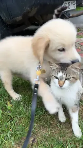No cat was harmed filming this video #goldenretriever 