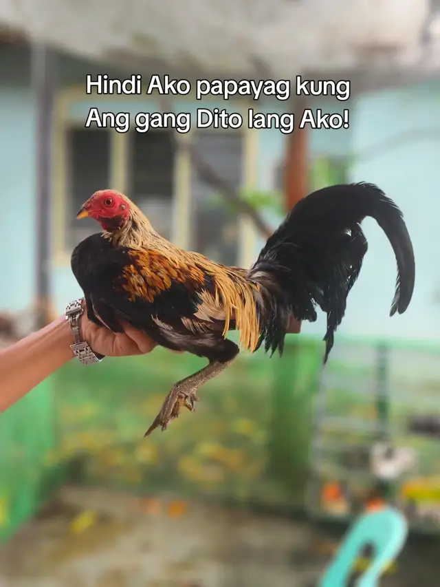 #fyppppppppppppppppppppppppppppppppppp #bantameros🐓 #fypシ゚viral #batangsabungero 