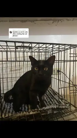 Replying to @_enivre_ hello po ito na po si chamfie ngayon, nakakain na po sya ng maayos at comfortable na po sya ulit matulog eto po yung namiss namin sa kanya 😕 #cat #fyp #fyppp 