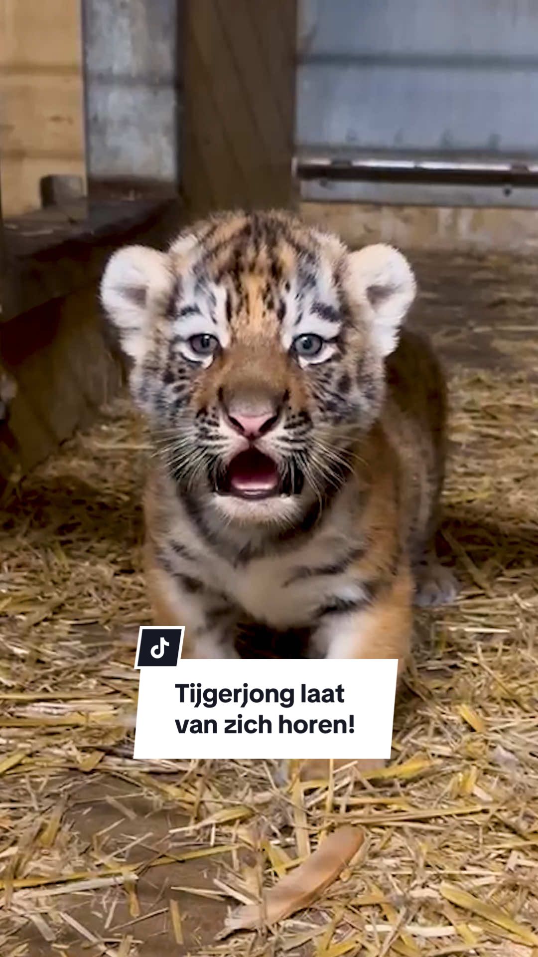 🐯 De tijgerjongen laten zich nog niet zien voor de schermen, maar laten al wel wat horen! Achter de schermen gebeurt er van alles, de kleintjes groeien goed en maken steeds meer geluid. Hoewel ze nog wat wiebelig op hun pootjes staan, oefenen ze volop. Nog even geduld... 👀💛 Wanneer hoop jij dat ze naar buiten kunnen? #fyp #ouwehandsdierenpark #tigercub #tijger #amoertijger