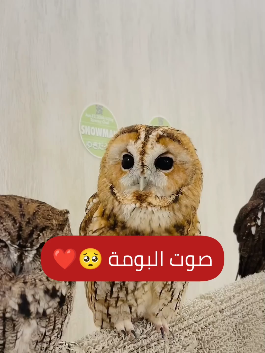 صوت البومة 🥺❤️ #عالم_الحيوان #animals #animal #animalsoftiktok #owl #بومة 
