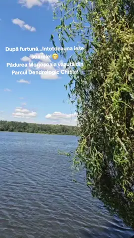 După furtună...întotdeauna iese soarele!😁 Pădurea Mogoșoaia văzută din Parcul Dendrologic Chitila! #Chitila #dn7 #soare #sunny #fyp #furtuna 