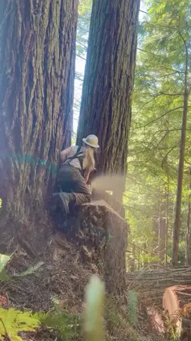 Lumberjack #satisfying #asmr #tree #giant #oddlysatisfying #fyp 