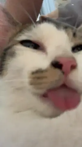 So cute #cat #cats #pet #pets #meow #kitten #kitty #kittycat #kucing #kucinggemoy #kucingoren #kucinglucu #kucingtiktok #catsoftiktok #PetsOfTikTok #catlover #petlover #cattok #fyp #fypage #fyppppppppppppppppppppppp #viral #foryou #foryoupage #tiktok #cute #cutecat #adorable #comel #lucu #Love #lovely #funny #babycat #anakkucing 