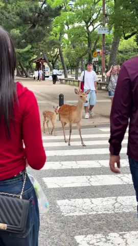 Nara Deer: Nature’s Cutest Messenger from the Gods #japantravel #narapark #japan #deer #babydeer 