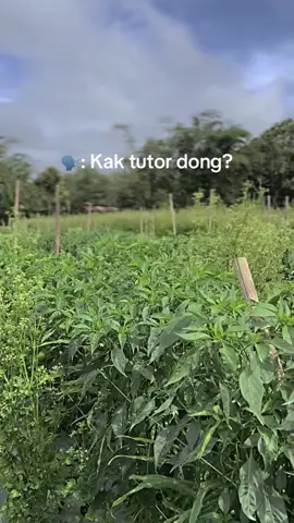 #petaniindonesia🇮🇩🇮🇩🇮🇩🌿🌿 #petanimuda #petanisukses #petanicabai #petaniindonesia🇮🇩🇮🇩🇮🇩🌿🌿 