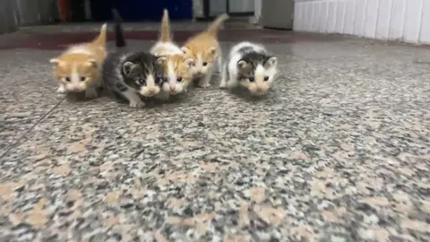 Awwwww 🥰#cattok #kitten #catsoftiktok #kittensoftiktok #kitty #fyp 