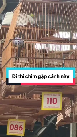 Thi chim chào mào hót đấu#chaomao #chimchaomao #chaomaohotdau @Chim Cảnh Để Bàn 