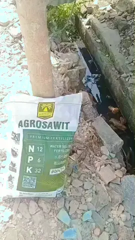 Testimonie pemakaian pupuk NPK AGROSAWIT pada tanaman Pepaya