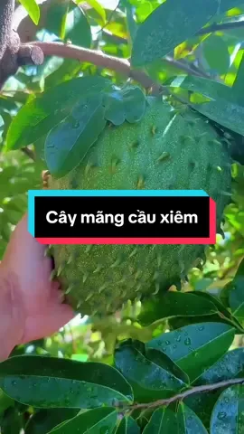 Thu hoạch mãng cầu xiêm với em nha #vuoncuadaury #mangcau #mangcauxiem 