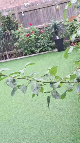 #ryoupage❤️❤️❤️foryou#foryou 