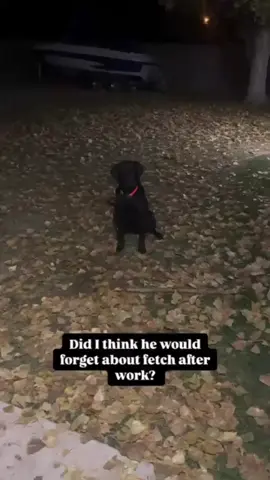 #BlackLab #LabradorRetriever #BlackLabrador #CoalBlackBeauty #LabLove #LabradorLife #BlackLabMagic