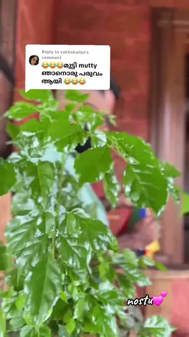 Replying to @vykhakailas  ആ കോഴിയെ അങ്ങ് കൊല്ലാം  6 രൂപ കൊടുത്താൽ മുട്ട കടയിൽ കിട്ടിലെ 🤭🤭🤭 🤣🤣🤣 @💕നൊസ്റ്റു 💕 🄺🅄🅆🄰🄸🅃 💕  #funnymallu #trollmalayalam  #malayalamcomedy  #kuwaitmallu #kuwaitmalayali #mallu #mallu4u  #vibesandvirals #viralmallu 