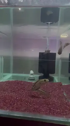 CHANNA AURANTI CB 🇨🇳  🐟- 8️⃣0️⃣ SAIZ 2-3INCH  AREA PUCHONG  BOLEHHHH DATANG RUMAH SELECT IKAN SENDIRI  #channaindonesia #channamalaysia🇲🇾 #channaaurantimaculata #channaauranti #channamalaysia #CHANNA #channa 