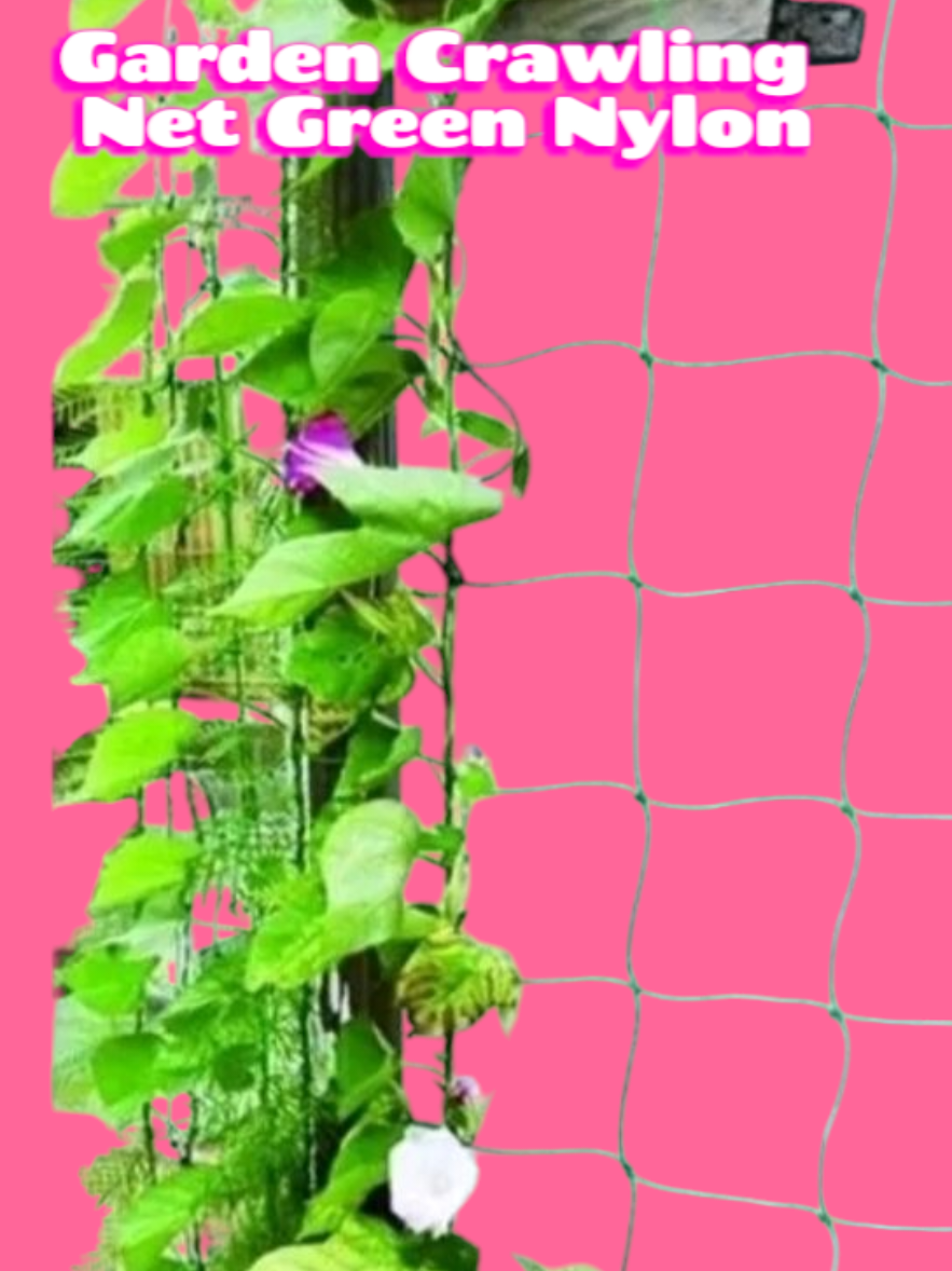 Ganda ng pakabagan ko ng mga gulay. #netforgarden #nylonnet #netforplants #net 