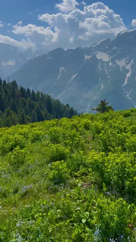 swat valley chukail meadows ⛰️🌸        #swatvalley #explore #foryoupage #typ #naturevibes #peaceful #viralvideo #adventure #shahab_afridi313 