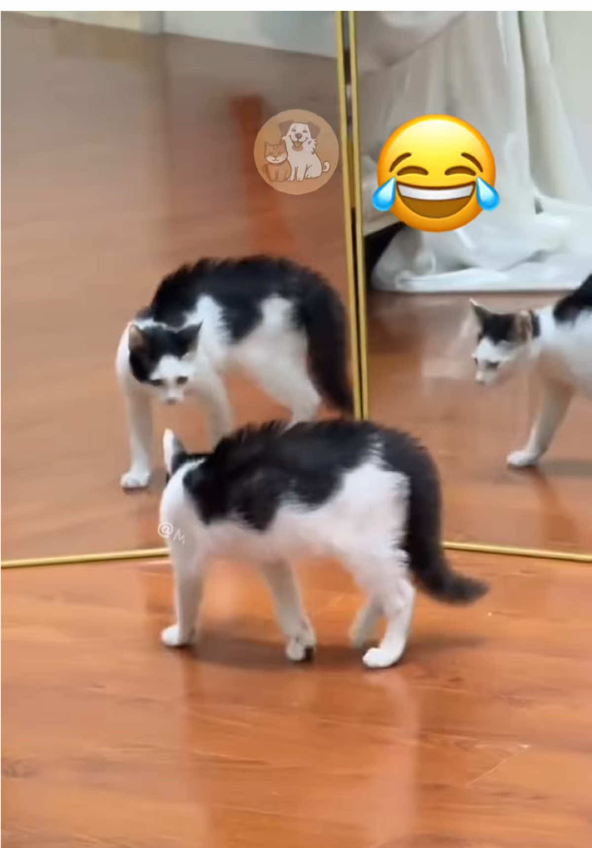 @My Petsie @Adam & Elea @LOLittles  @Adam & Elea @LOLittles @🐾Ricky 🐾  When Cats Discover “The Other Cat” in the Mirror 🪞🐾😹 #MyPetsie  ___________________________________________  Explore the Link in Our Bio for More Best Pets Toys & Supplies! 🛒🛍️  ___________________________________________    Follow @my.petsie  For More Daily Videos 🔥❤️  ___________________________________________  These curious kitties are hilariously confused by their own reflection! Watching them react like it’s a new feline friend is pure comedy. Who knew mirrors could be this entertaining? 🐱✨ ⁣___________________________________________  Plz Dm for credit & removal 💬 ___________________________________________  Our social Media : 👇(contact on us Instagram    @my.petsie & @my.petsie1 & @mypetsie.store  ___________________________________________  #CatReactions #FunnyCats #CatsAndMirrors #CatMoments #CatCuriosity #CatReels #CatsBeingCats #PetReels #CatMeme #FunnyPets #Kitty #Kitten #Kittens #CatComedy #CatsOfInstagram #CuteCats #KittySurprise #LOLcats #MyPetsie 