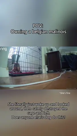 The reality owning a belgian malinois #dog #dogsoftiktok #funny #fyp #malinois #belgianmalinois #funnyvideos #dogtok #doglover 