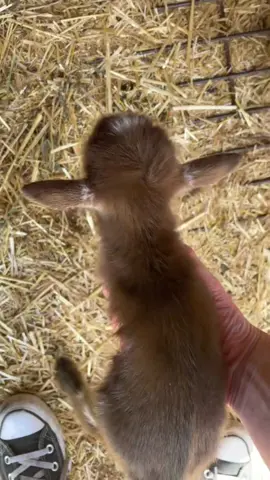 Little goat screams #baby #funny #cute #fouryou #fyp #tiktok #goat #happy 