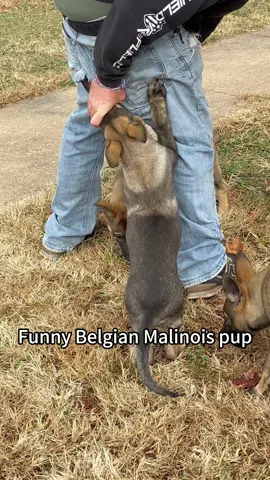 Funny belgian malinois pup #dog #dogsoftiktok #funny #funnyvideos #Foryou #usa🇺🇸 