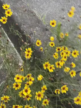 လမ်းဘေးပန်းတဲ့ ဘယ်လောက်တောင်လှလိုက်လဲ..💛💛#fypシ゚viral #🇯🇵 #tiktok #nature 