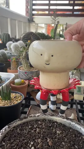 น้องหูกระต่ายที่อยู่ในกระถาง 2 นิ้วมาตลอดได้ย้ายกระถางแล้วจ้า 🐰🌵#Opuntiamicrodasys #แคคตัสหูกระต่าย  #ติดเทรนด์วันนี้ #cactuslovers #cactusthailand #Vlog #ขึ้นฟีดเถอะ 