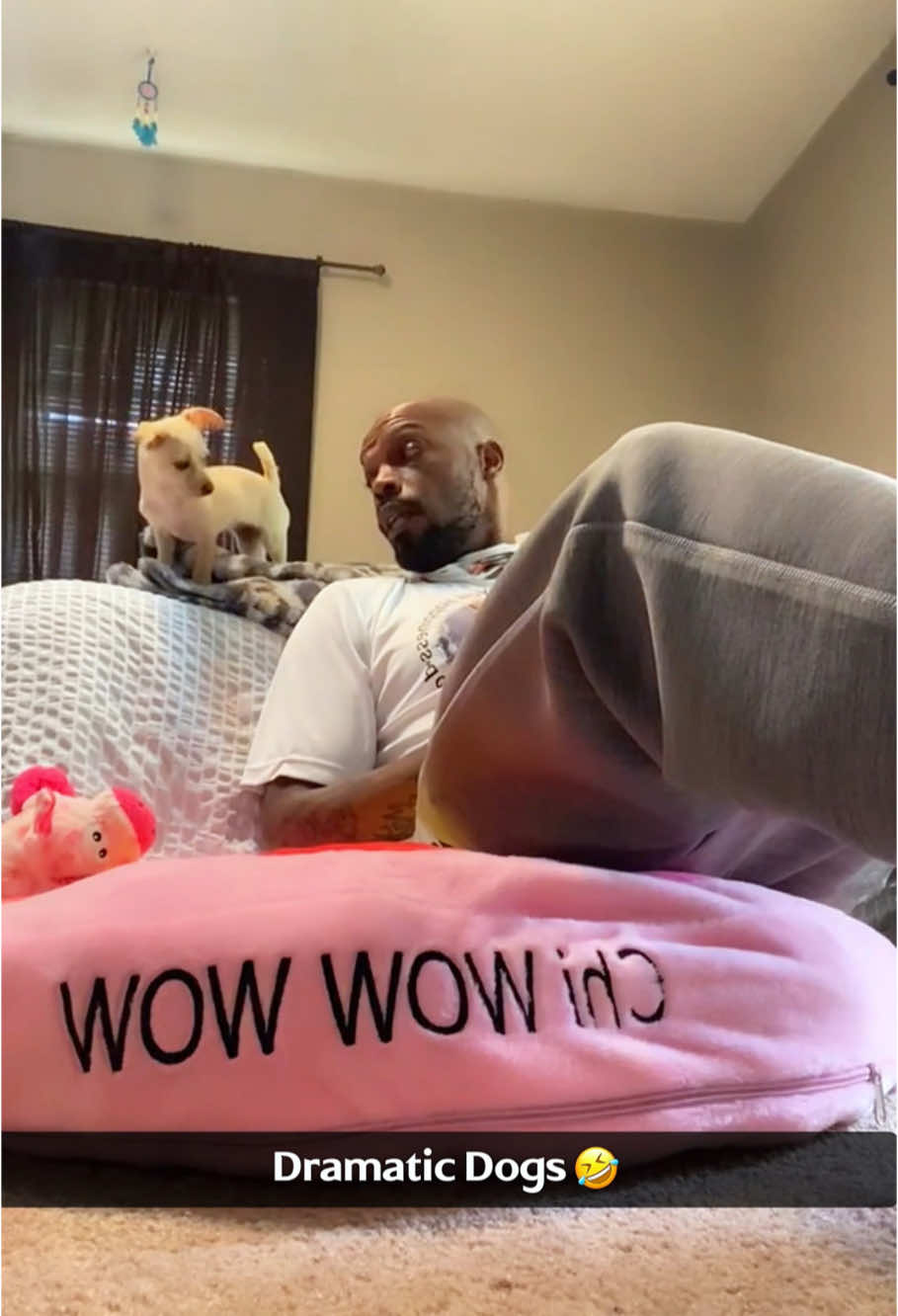 Spoiled Dramatic Dogs🤣🤣#dog#funny#funnyanimals#funnypets#animals #dogsofttiktok #pet #foryou #longervideos