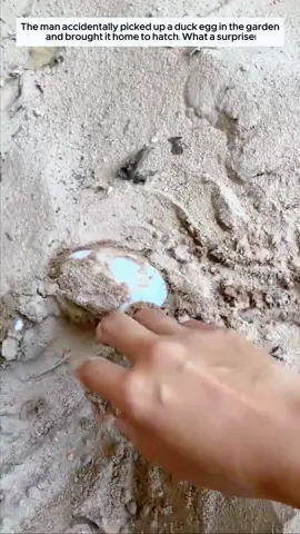 Poor duck #duck #babyduck #ducksoftiktok #animals #animalsoftiktok #animalrescue 