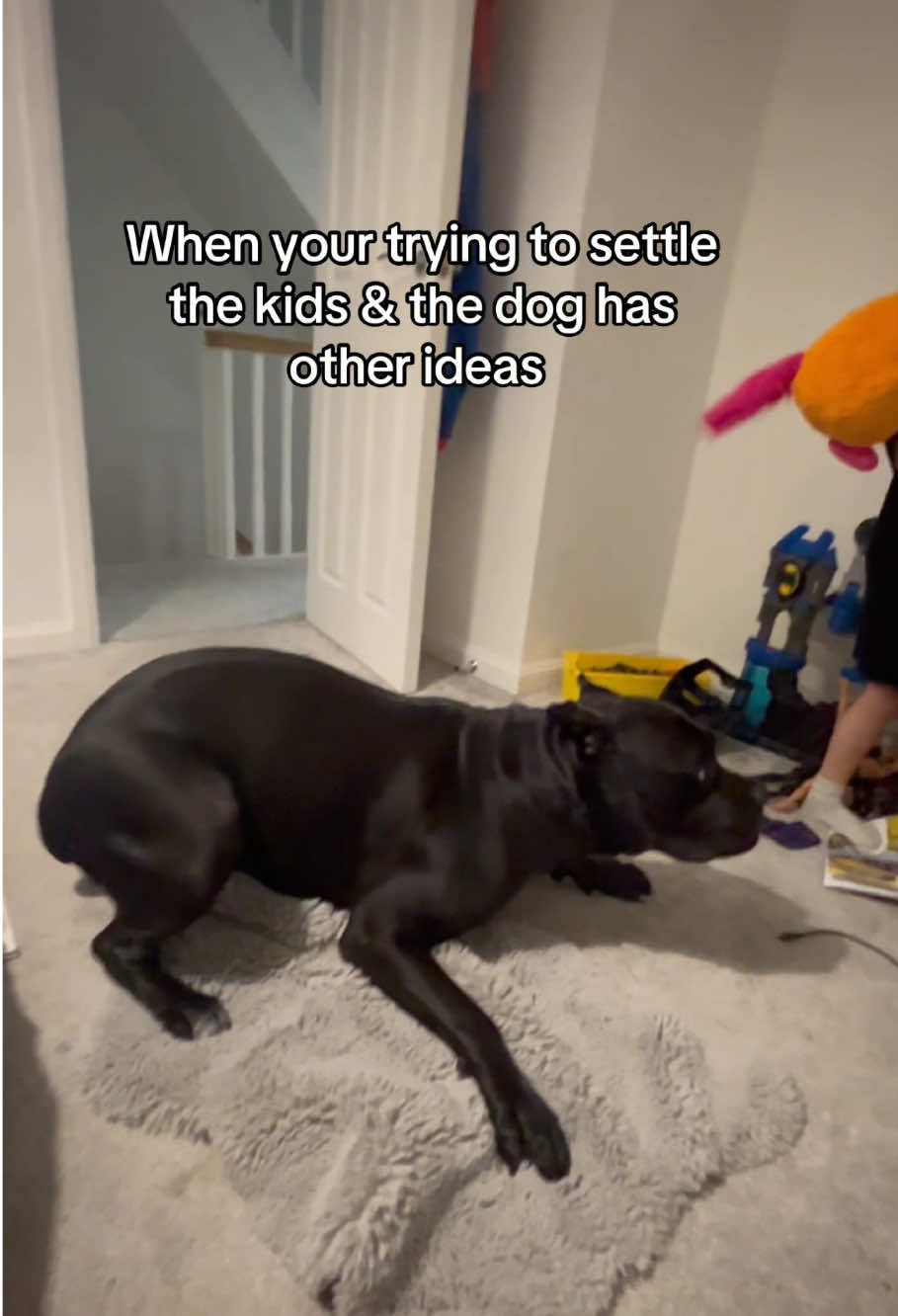 Dog makes children laugh🤣💕💕 #dog#funny#funnyanimals#funnypets#animals#dogsofttiktok #pet #foryou #longervideos#usa