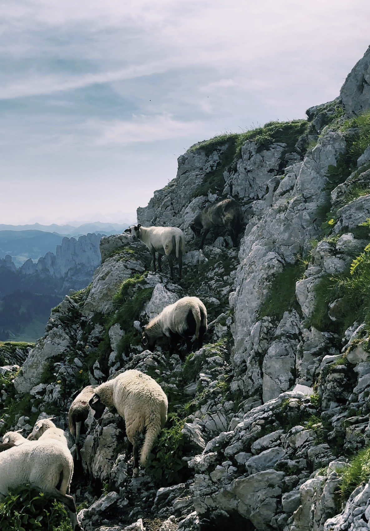 Près des marmottes, loin des blaireaux.  #switzerland #gruyere #fribourg #ultrawatch2 