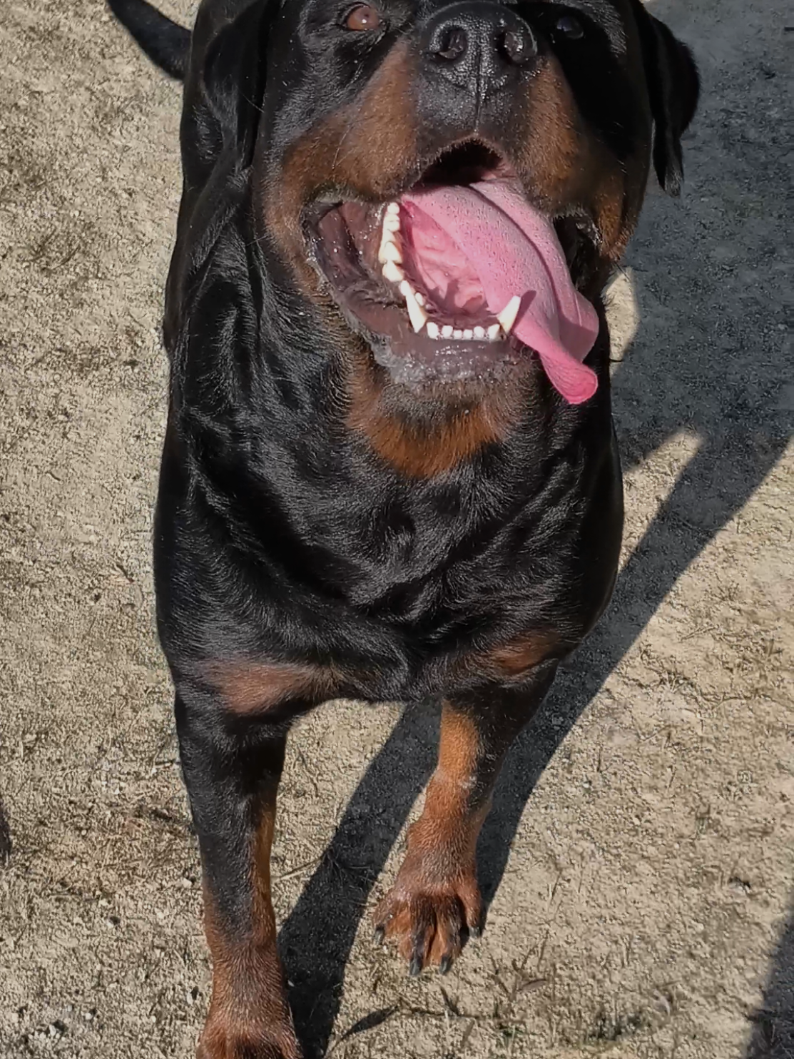 Max 3anos 73cm de cernelha e 60quilos #cãodeguarda #rottweiler #rottweilersoftiktok #rottweilerfamily #foryoupage #tik_tok #viral_video #fyp #rottweilerlove 