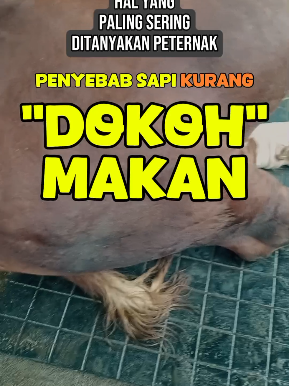 perhatikan Penyebab penyebabnya. #peternakan #peternakansapi #tipsternak #foryoupage #fyp #peternakmuda #pakanternak 