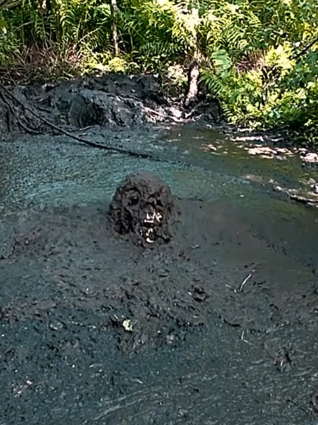 mud water jumping challange#tiktok #foryoupage #tiktok #bop #challange #mud #fyp 