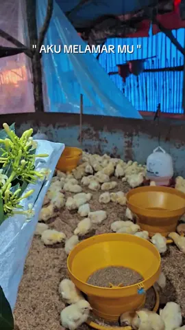 Bucket ayam 🤭😀😁 #peternakanayam #peternakmuda #chikens #broilerfarm #ayambroiler 