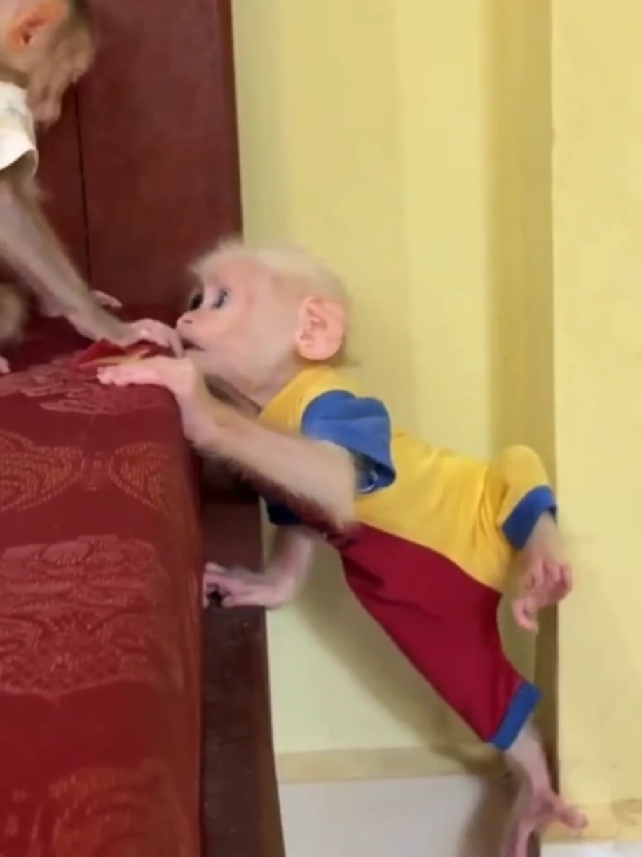 #cutebabymonkeys8986 #monkeybabycute #monkeybaby #monkeys #monkey #pets 