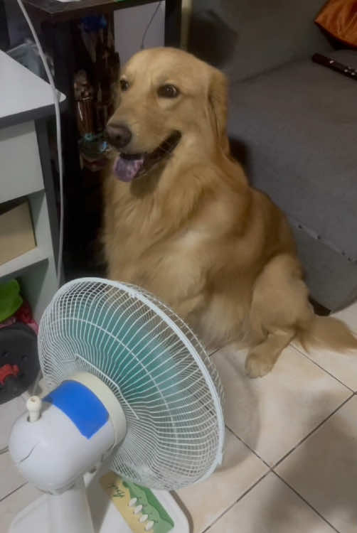 The dog is too hot#fpy #dog #🤣🤣😂😂 #usa🇺🇸 #🐕 #funny 