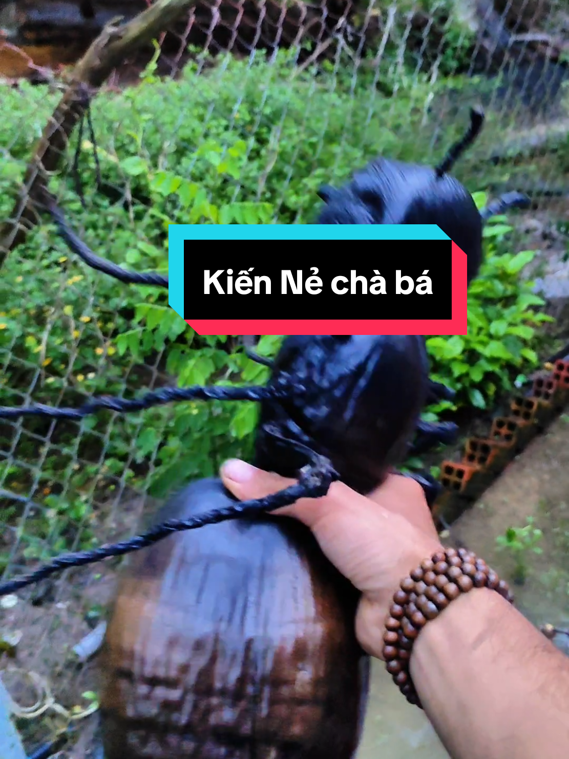 Bữa bị con kiến bự bằng trái dừa Nẻ sưng dò mà nói không ai tin:))) #kiến #dừa #mientay 