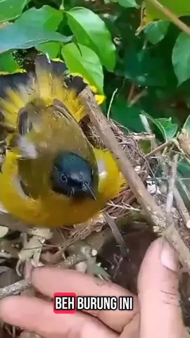 rela masuk hutan Berjam jam demi mendapatkan burung cantik ini #mencariburung  #sibolang  #fyppppppppppppppppppppppp  #mikatburungdihutan 