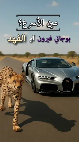 مين يكسب؟ الفهد ضد البوجاتي في سباق السرعة🔥 #سباق_سرعة #الفهد_ضد_البوجاتي #معلومات_مرعبة #السرعة #سيارات #تيك_توك_عربي 