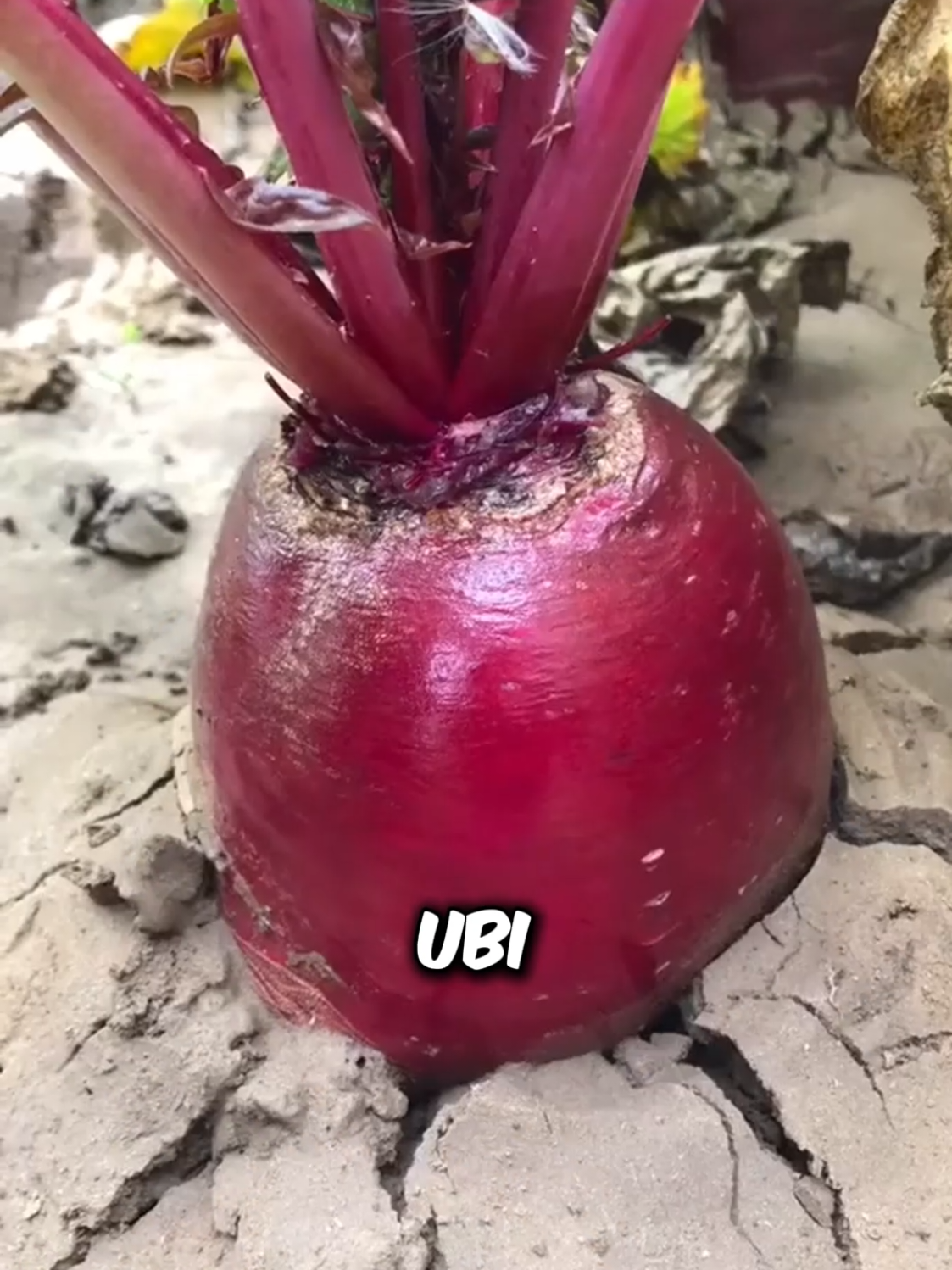 Nak Kulit Awet Muda? Coba Jus Cranberry Organik Ini! #fruit #skincare #health 