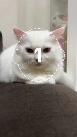 #cat #ทาสแมว #catsoftiktok #calvinklein 