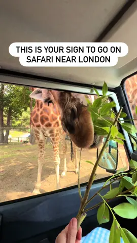 ad Save this incredible safari day out at Woburn Safari Park near London. They have just partnered with @webuyanycaruk for a 6-month partnership involving family-friendly jokes around both the Road Safari and the Foot Safari. There’s an activity sheet to fill in when you spot the jokes and puns. As a great additional experience, children aged 3-9 can also take the wheel in Woburn’s Little Ranger Rovers fun-sized driving circuit.  The highlight of our day was the VIP Safari Off Road Experience with Ranger Bob, which you can book via @Woburn Safari  There are indoor and outdoor play areas and a train that goes around the Safari Park too.  🎟️ Book via Woburn Safari 👶 All ages welcome for the Safari. Little Ranger rovers is for ages 3-9 only.  📍MK17 9QN 🚗 You must bring your own vehicle #webuyanycar #woburn #woburnsafaripark #safari #bucketlist #uksafari #londontourist #londontiktok #london 