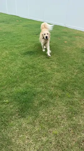 Crispy tiny frog #goldenretrievers #roccnrose #dogsoftiktok #Summer 