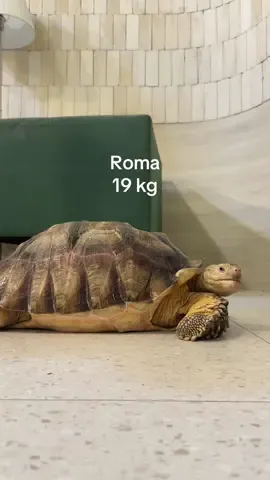 Bugatti trend 🐢💨 #bugatti #trending #tiktok #sulcata #เต่าซูคาต้า #pet #cute 