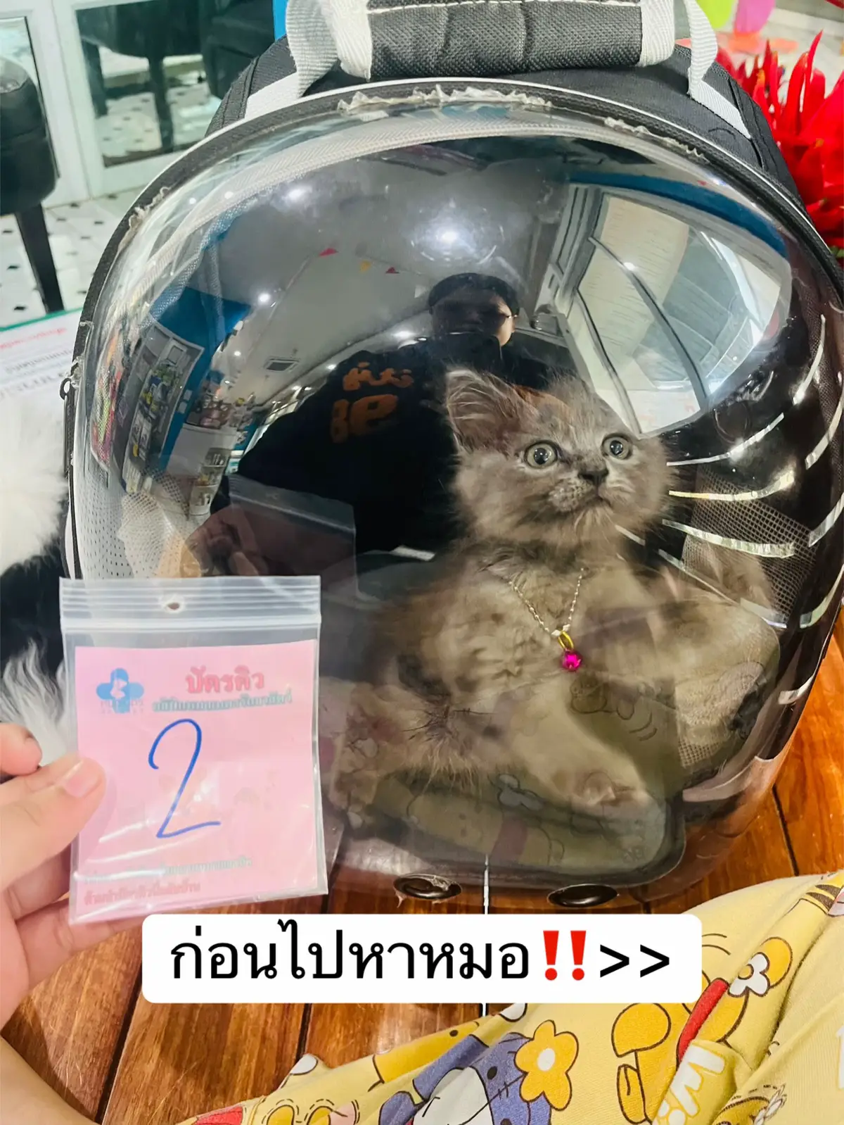 #เทรนมาแรงวันนี้ #แมวเป็นเชื้อรา #แมวน่ารัก 