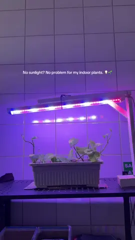 Walang araw? Kaya ng grow light na ’to!💡Perfect for my indoor plants—hindi nalalanta, at super affordable pa.🪴Legit must-have for every plantita! 🛒✨ #PlantitaFinds #growlight #indoorplants #indoorplantcare #plantita #plantitalife #plantcare #fyp 